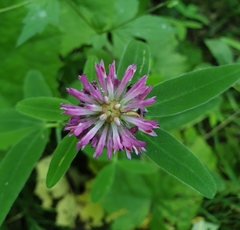 Trifolium medium