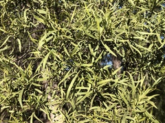 Eremophila mitchellii