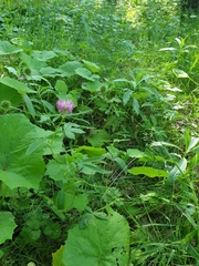 Trifolium medium