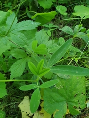 Trifolium medium