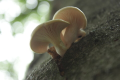 Pleurotus