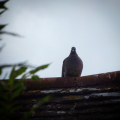 Columba palumbus