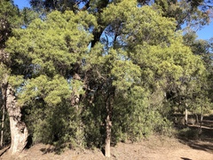Eremophila mitchellii