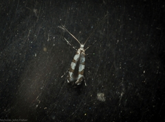 Acrocercops autadelpha