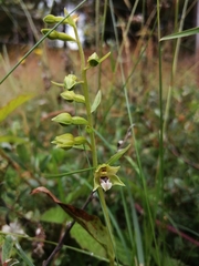 Epipactis dunensis