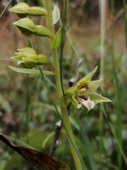 Epipactis dunensis