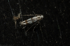 Acrocercops autadelpha