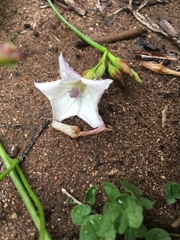 Convolvulus farinosus