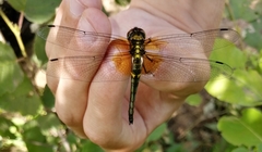 Somatochlora graeseri