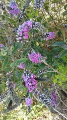 Cullen australasicum