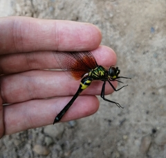 Somatochlora graeseri