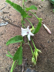 Convolvulus farinosus