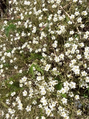 Arenaria grandiflora