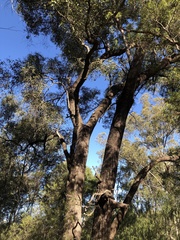 Cadellia pentastylis