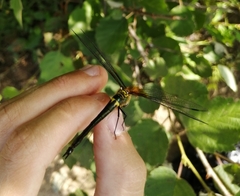 Somatochlora graeseri