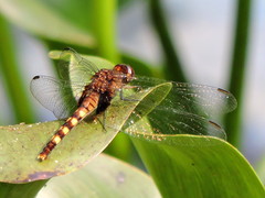 Erythemis attala
