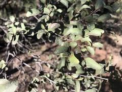 Cadellia pentastylis