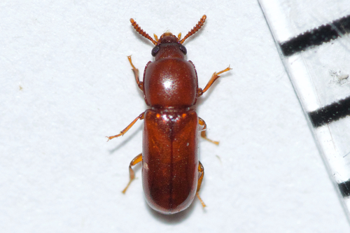 Overlooked Darkling Beetle