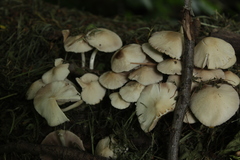 Fungi