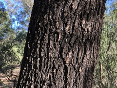 Cadellia pentastylis