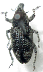 Neocleonus