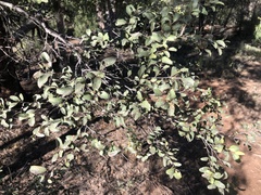 Cadellia pentastylis