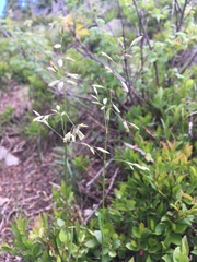 Poa wheeleri