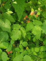 Rubus occidentalis