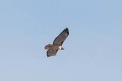 Buteo jamaicensis fuertesi
