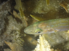 Pollachius pollachius
