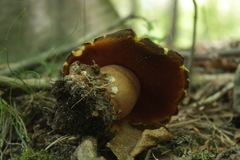 Neoboletus erythropus