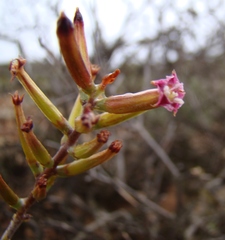 Adromischus filicaulis