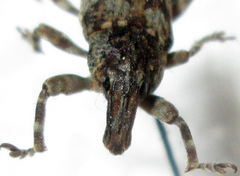 Neocleonus
