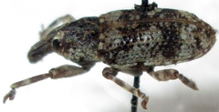 Neocleonus