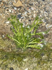 Cymopolia barbata