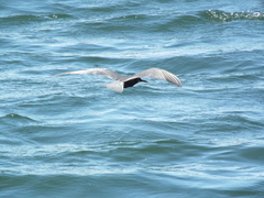 Chlidonias