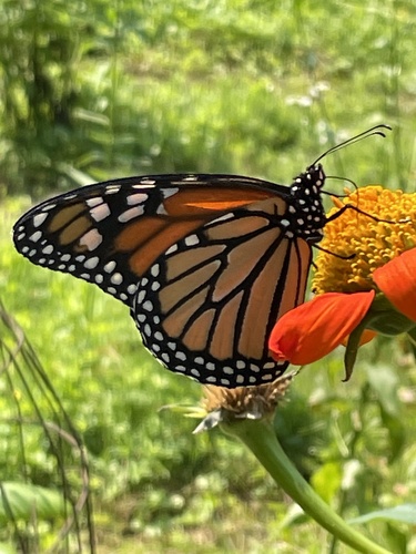 Monarch photographed in Delaware