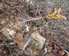 Adromischus filicaulis