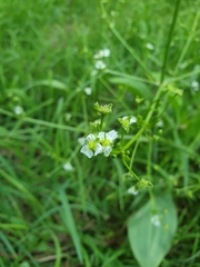 Alisma plantago-aquatica