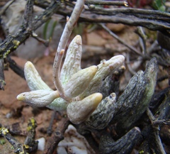 Adromischus filicaulis