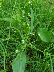 Alisma plantago-aquatica