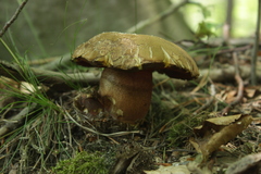 Neoboletus erythropus