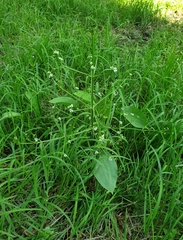Alisma plantago-aquatica