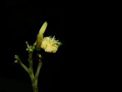 Conchocarpus guyanensis