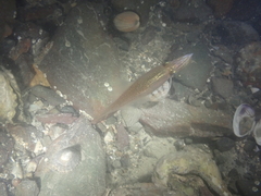 Alloteuthis subulata