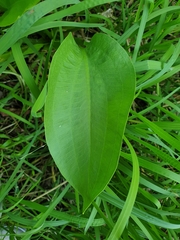 Alisma plantago-aquatica