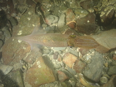 Alloteuthis subulata