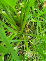 Alisma plantago-aquatica