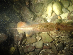 Alloteuthis subulata