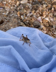 Dociostaurus maroccanus